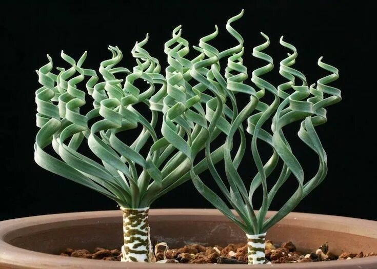 Редкие комнатные растения фото и названия plante verte bizarre - herbe à feuilles en tire-bouchon Moraea tortilis Plante v