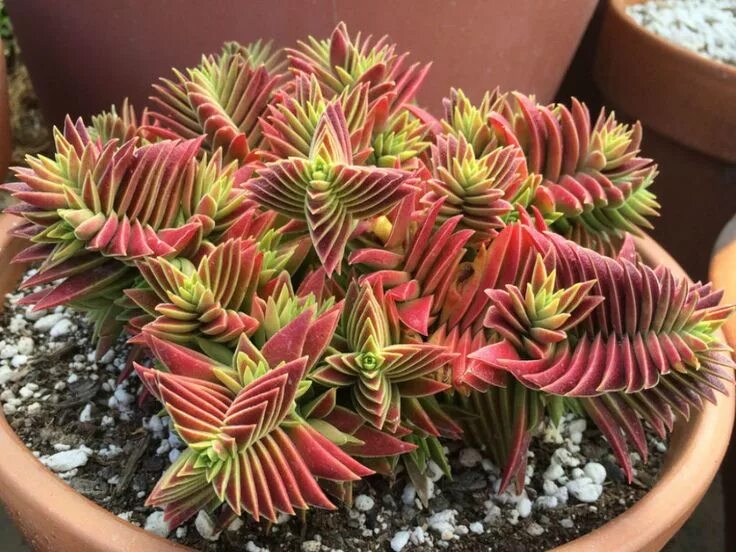 Редкие комнатные растения фото и названия Crassula capitella subsp. thyrsiflora (Red Pagoda) - World of Succulents Red suc