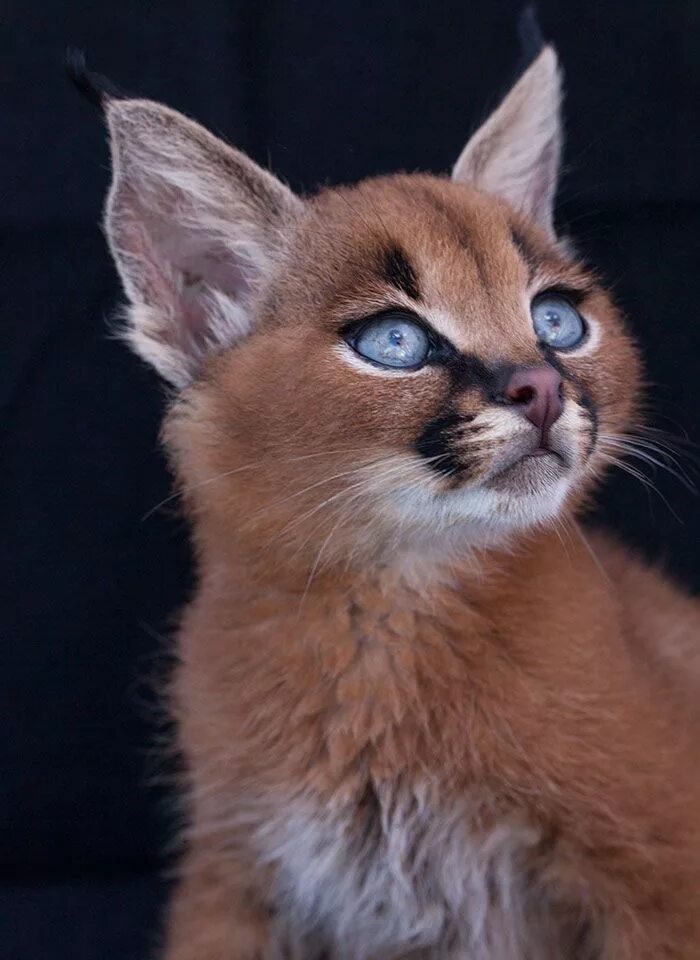 Редкие кошки фото Le caracal, la plus mignonne espèce de chat? - 2Tout2Rien Cutest cats ever, Beau