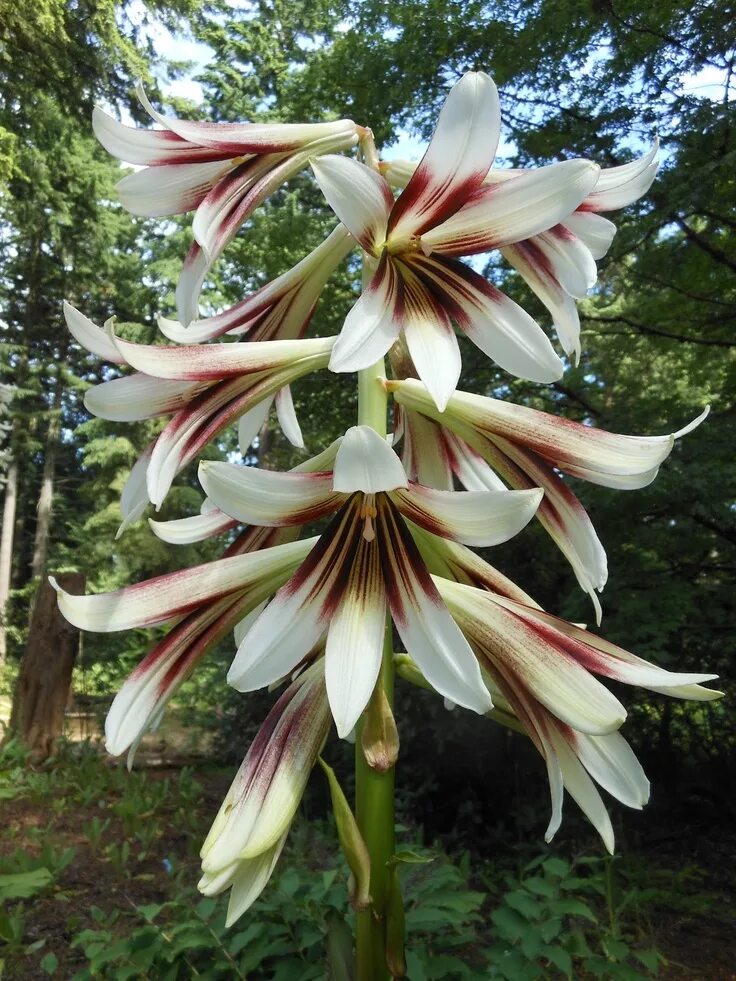 Редкие лилии фото Our Last Fantasy: Cardiocrinum giganteum var. yunnanense Lily plants, Unusual fl