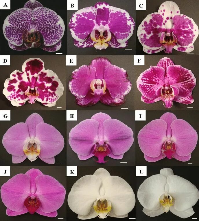 Редкие орхидеи фаленопсис фото и названия Morphology of Doritaenopsis and Phalaenopsis cultivars. (A) Dtps.... Download Sc