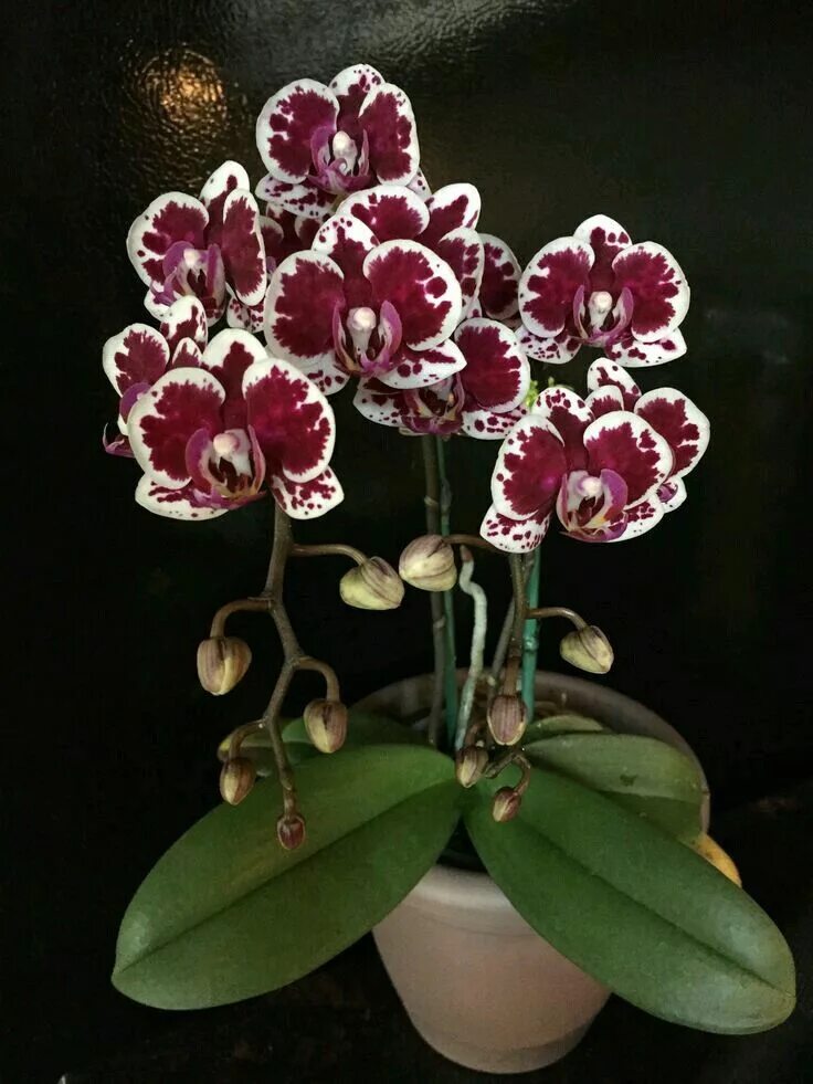 Редкие орхидеи фаленопсис фото и названия Pin by Flo Teodoriu on orchidee Orchid flower arrangements, Orchid flower, Orchi