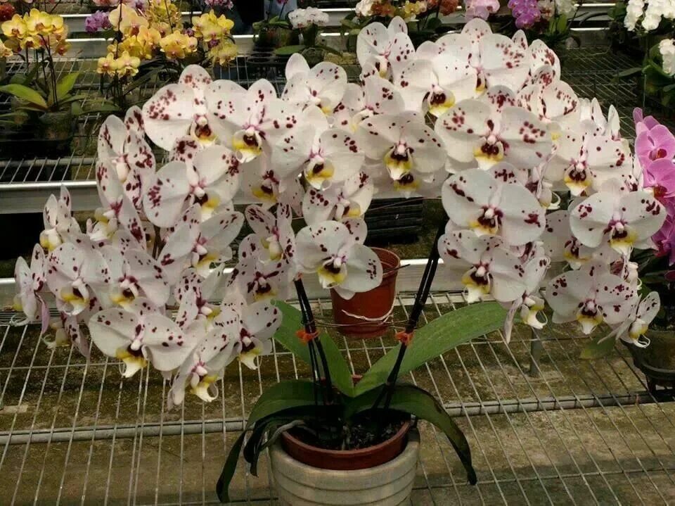 Редкие орхидеи фаленопсис фото и названия Орхидеи Beautiful orchids, Indoor orchids, Orchids