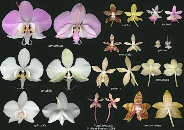 Редкие орхидеи фаленопсис фото и названия Pin by Alicia N. P on ORQUIDEAS Phalaenopsis, Orchids, Flowers