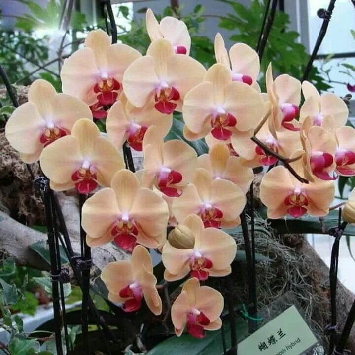 Редкие орхидеи фаленопсис фото и названия Pin de GhadA Elsayed em Flowers Orquídeas, Orquidea, Orquideas phalaenopsis