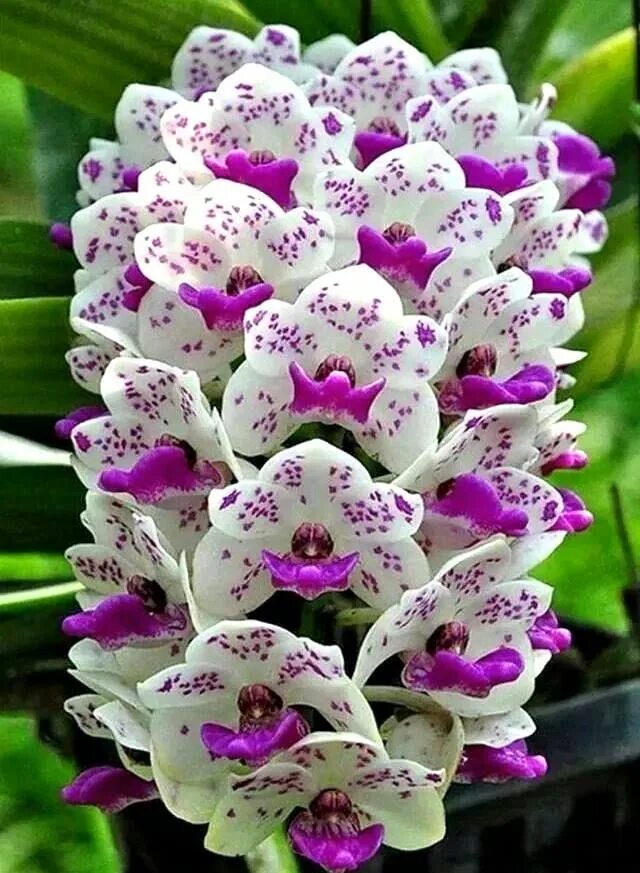 Редкие орхидеи фото Purple and white orchids. Beautiful orchids, Bonsai flower, Orchids