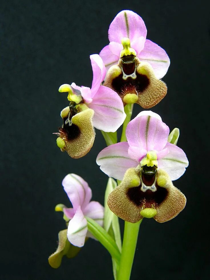 Редкие орхидеи фото Ophrys tenthredinifera v. ficalhoana Unusual flowers, Exotic orchids, Orchid flo