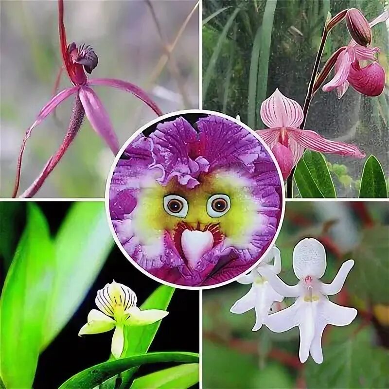 Редкие орхидеи фото Pack 100pcs Amazing Baby Face Orchid Perennial Flower Seeds Professional Garden 