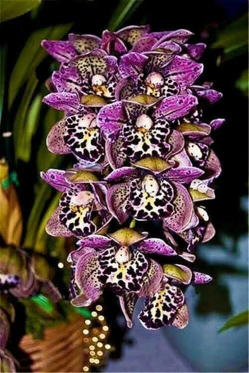 Редкие орхидеи фото Pin on FLOWERS , PLANTS AND GARDENS Flower seeds, Orchid seeds, Cymbidium orchid