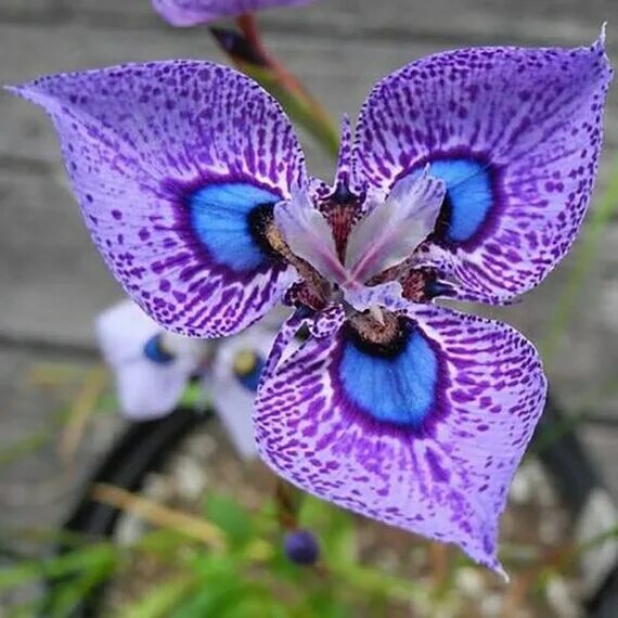 Редкие орхидеи фото и названия Purple blue Orchids seeds morea villosa iris code 290 Etsy