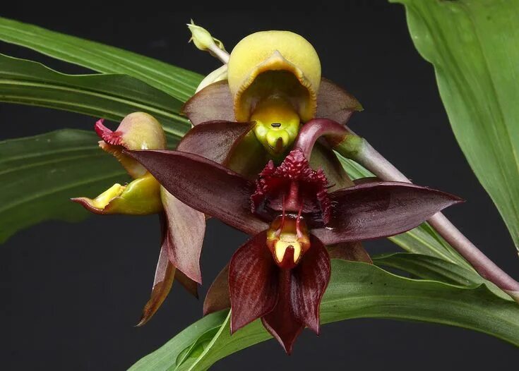 Редкие орхидеи фото и названия Exquisite Catasetum Osakadianum Orchid