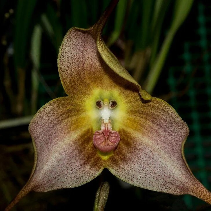 Редкие орхидеи фото и названия 12 Flores que parecen cualquier cosa menos una planta Weird plants, Orchids, Mon