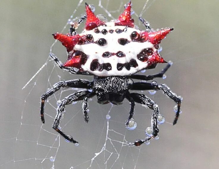 Редкие пауки фото Amazing Spiders: Strange and Interesting Arachnid Facts Spider, Weird creatures,