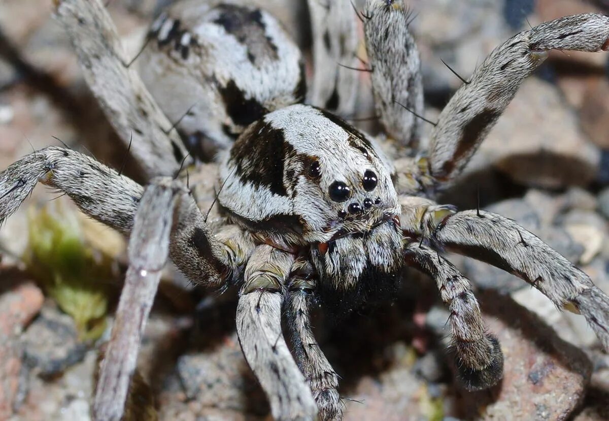 Редкие пауки фото Huge spider assumed extinct in Britain discovered on MoD site after quarter of a