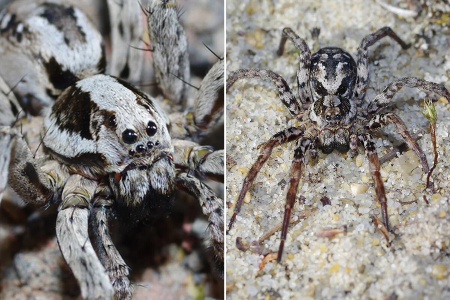 Редкие пауки фото Rare EXTINCT 'wolf spider' that hides in holes and hunts prey at night rediscove