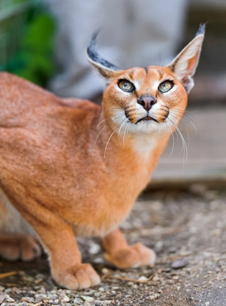 Редкие породы кошек фото Caracal looking upwards (by Tambako the Jaguar) Animals, Cute animals, Wild cats