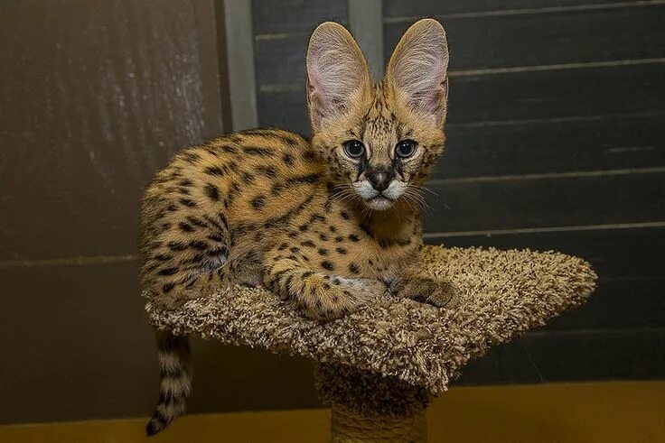 Редкие породы кошек фото Serval Kitten Serval kitten, African serval cat, Exotic cats