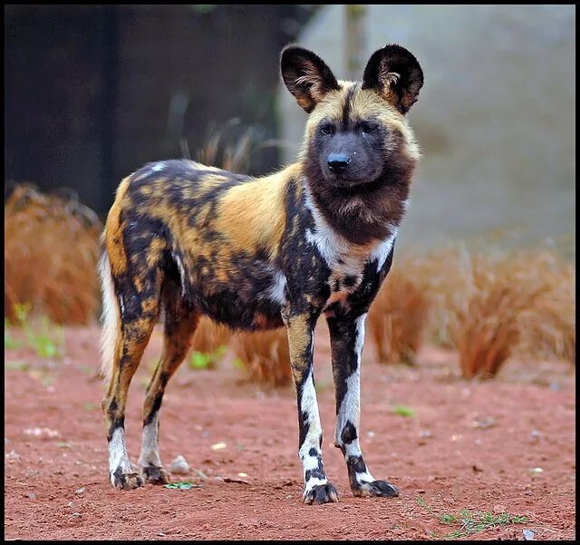 Редкие породы собак фото Painted Dog at Chester Zoo African wild dog, Animals wild, African animals