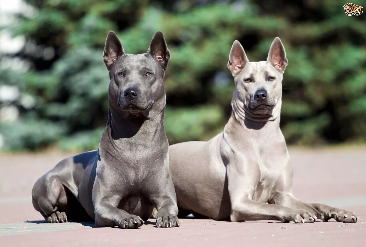 Редкие породы собак фото Image result for thai ridgeback Protective dog breeds, Dog breeds, Thai ridgebac