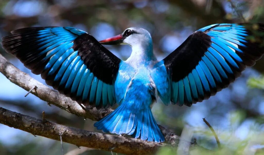 Редкие птицы россии фото Woodland Kingfisher, Halcyon senegalensis at Marakele Nati. Flickr