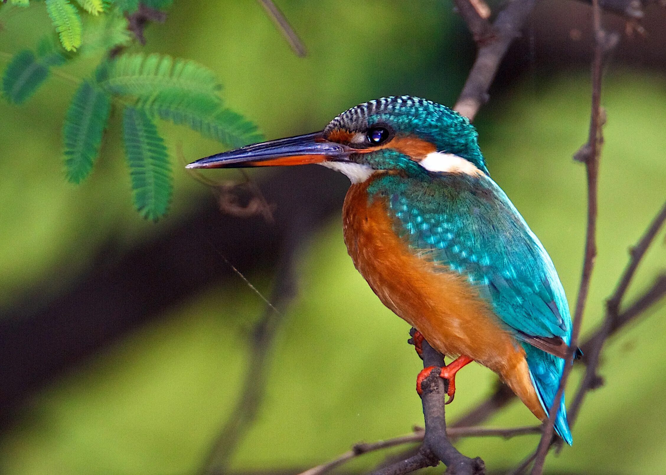 Редкие птицы россии фото common kingfisher Common Kingfisher (Alcedo atthis) Perched at eye level on the 