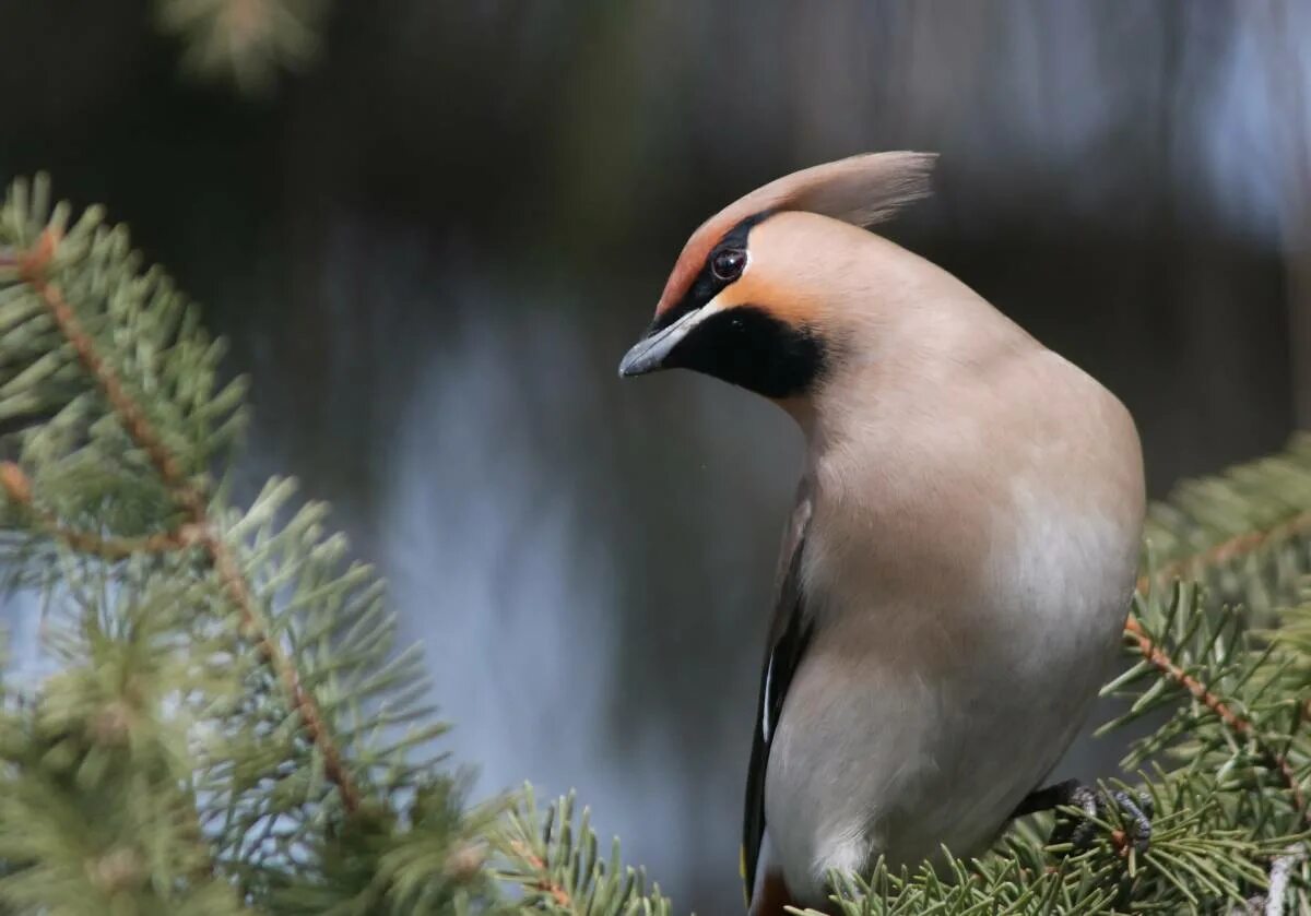 Редкие птицы россии фото Bohemian Waxwing (Bombycilla garrulus). Birds of Siberia.