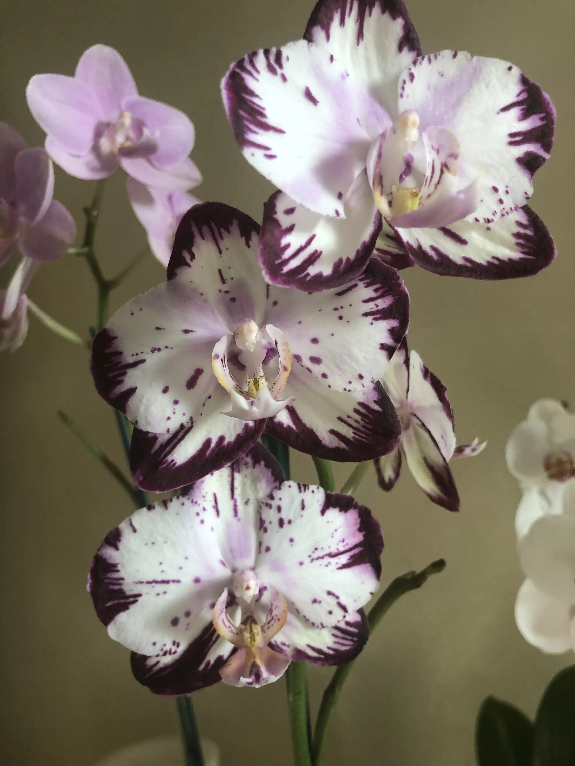 Редкие сорта орхидей фаленопсис фото и названия Phalaenopsis Orchids, Boquette flowers, Phalaenopsis orchid