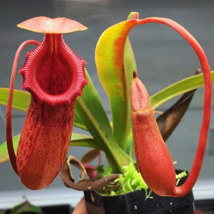 Редкие цветы в горшках фото и название Divide and Culture on Instagram: "Nepenthes (ventricosa x sibuyanensis) x Sabre 