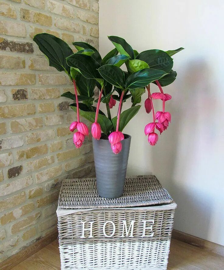 Редкие цветы в горшках фото и название Flower Shop Design: Enhance Your Home with Beautiful Plants