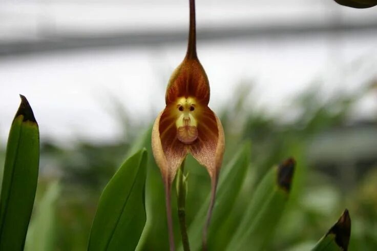 Редкие виды орхидей фото Resultado de imagem para orquidea aranha Semi di fiori, Orchidee rare, Orchidea