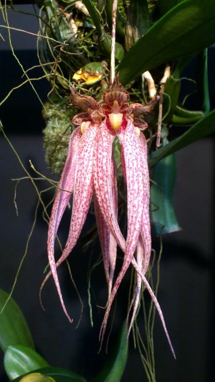 Редкие виды орхидей фото Bulbophyllum Meen 'Ocean Brocade' Orchid show, Unusual flowers, Beautiful orchid