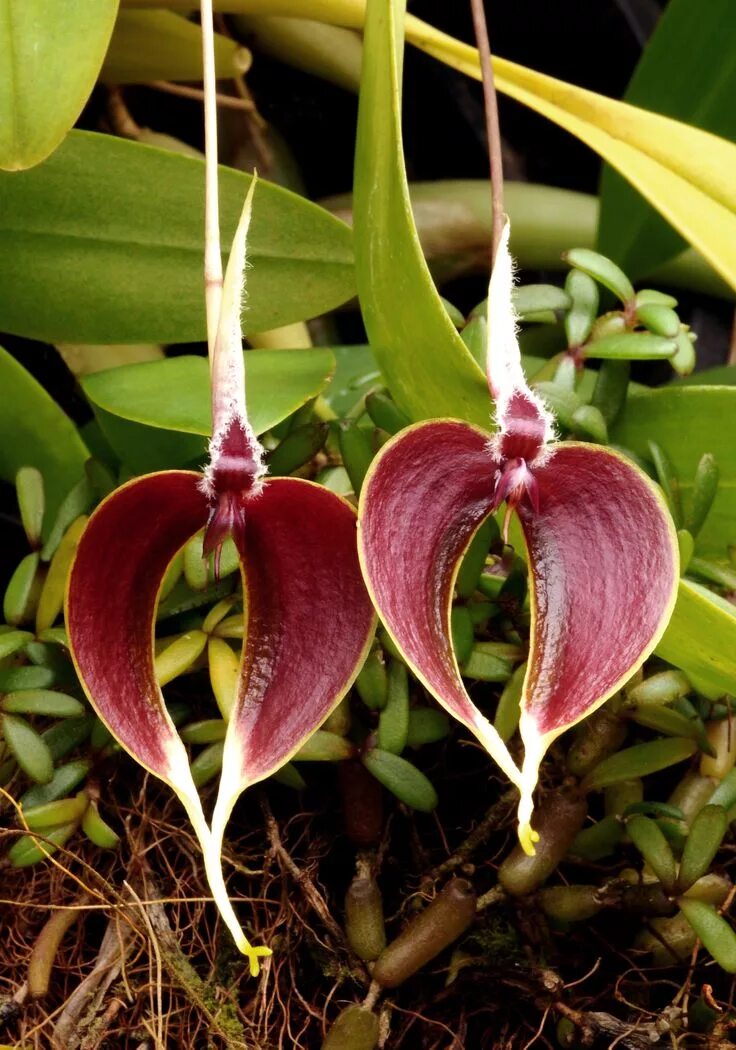 Редкие виды орхидей фото Bulbophyllum maxillare Door: Jan Meijvogel Unusual flowers, Unusual plants, Beau