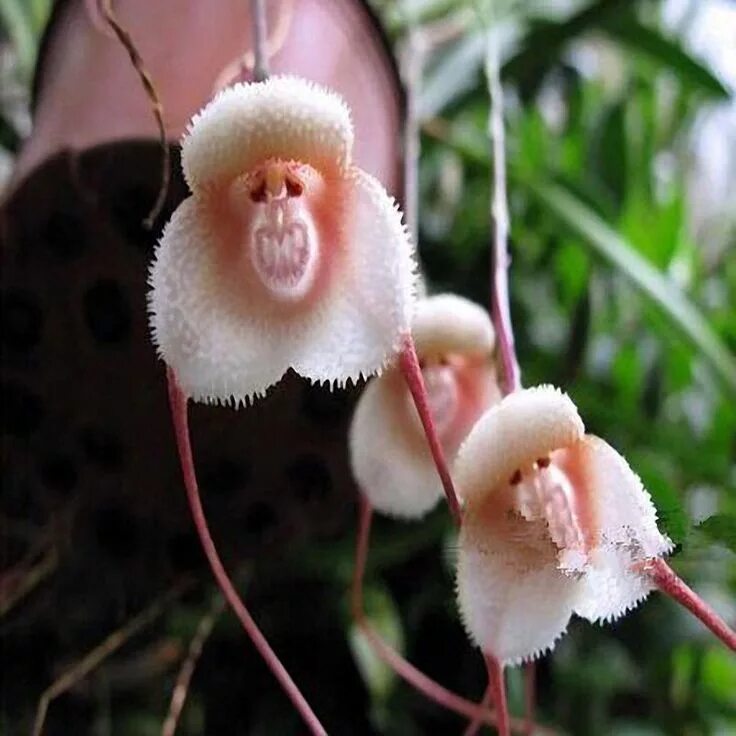 Редкие виды орхидей фото и названия Egrow 200PCS Monkey Face Orchids Seeds Multiple Varieties Plants Garden Bonsai F