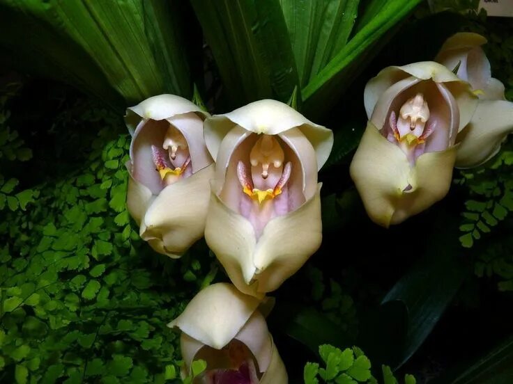 Редкие виды орхидей фото и названия Интересные и необычные орхидеи Baby orchid, Orchids, Flowers