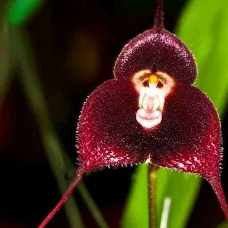 Редкие виды орхидей фото и названия 10pcs Strange Rare Monkey Face Flower Four Seasons Planting Seed купить недорого