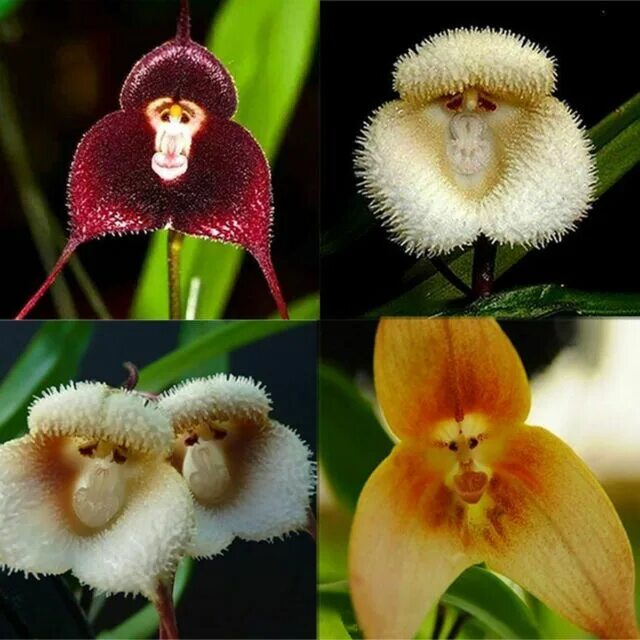 Редкие виды орхидей фото и названия 10 Rare Monkey Face Orchid Seeds Cymbidium Seed Garden Flowers S093 eBay