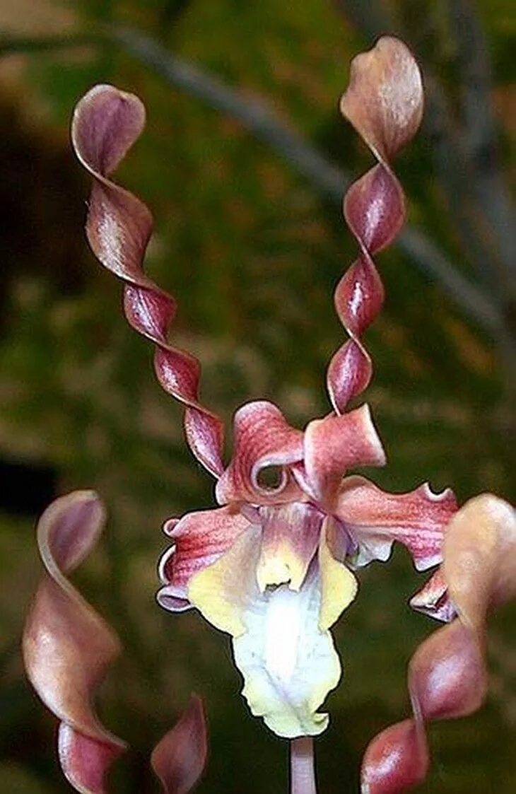 Редкие виды орхидей фото и названия Gorgeous Exotic Flowers -Dendrobium helix Unusual flowers, Orchid flower, Beauti