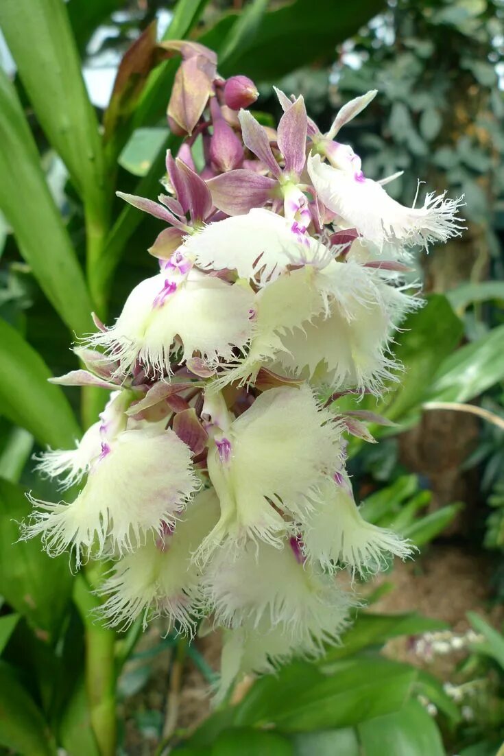 Редкие виды орхидей фото и названия Epidendrum Annelie Wans Exotic flowers, Unusual flowers, Beautiful orchids