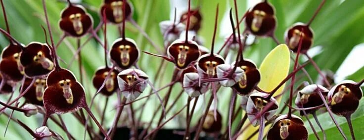 Редкие виды орхидей фото и названия HOW TO GROW MONKEY FACE ORCHIDS FROM SEED - A WARNING! The Garden of Eaden Monke