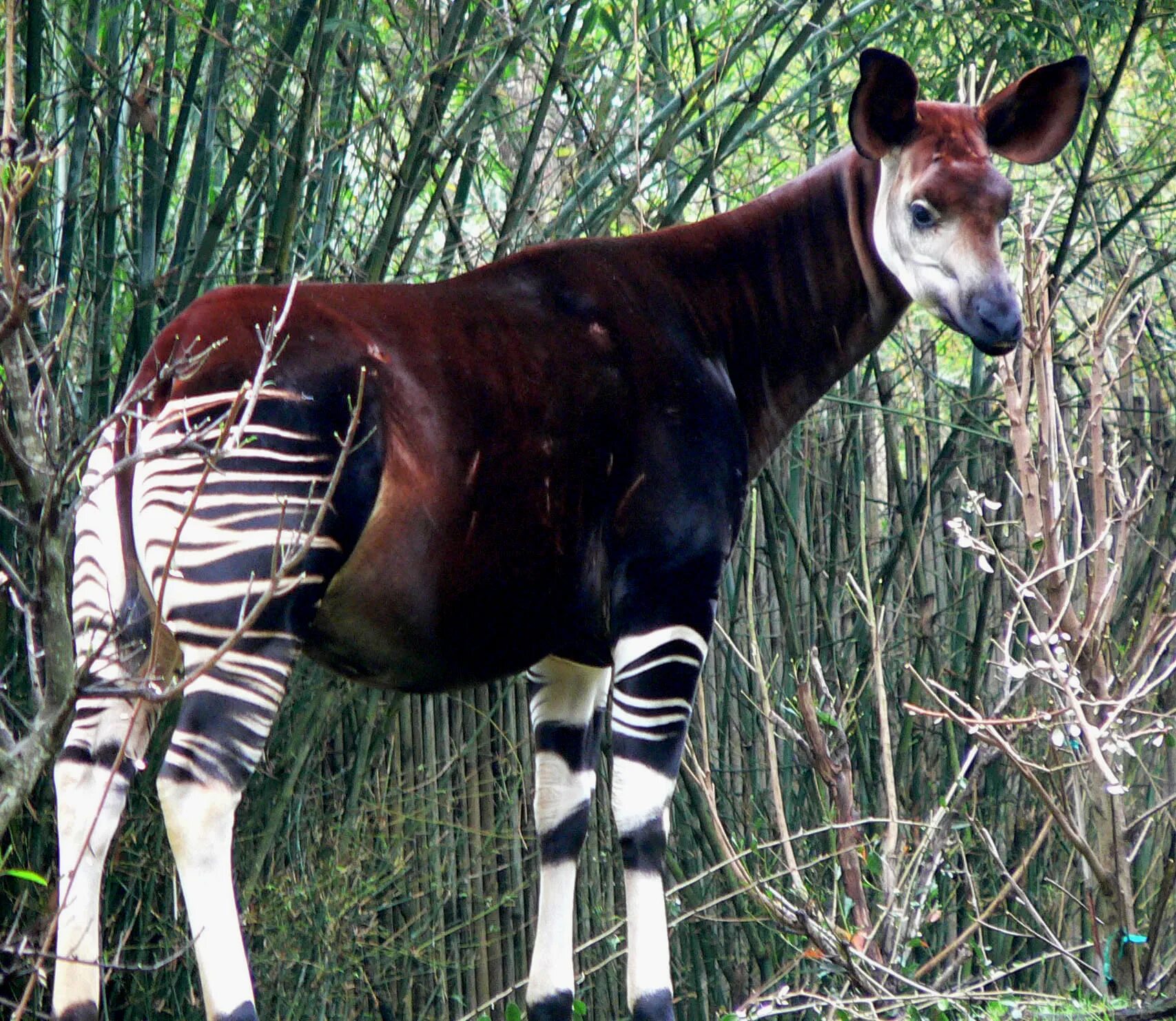 Редкие животные фото с названиями Файл:Okapi2.jpg - Вікіпедыя