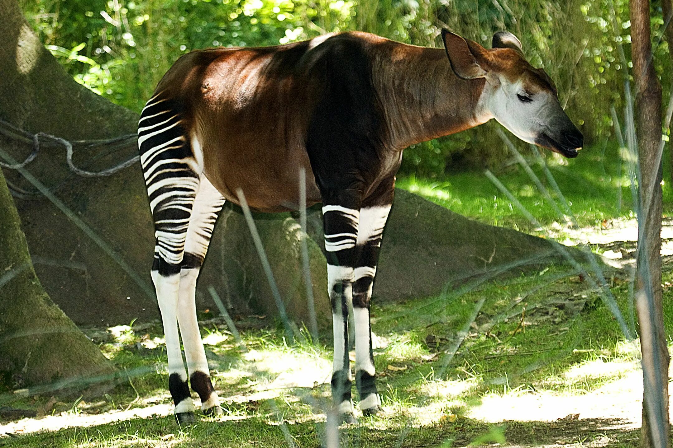 Редкие животные фото с названиями I love Okapis :) Okapi, Wild animals pictures, Rare animals