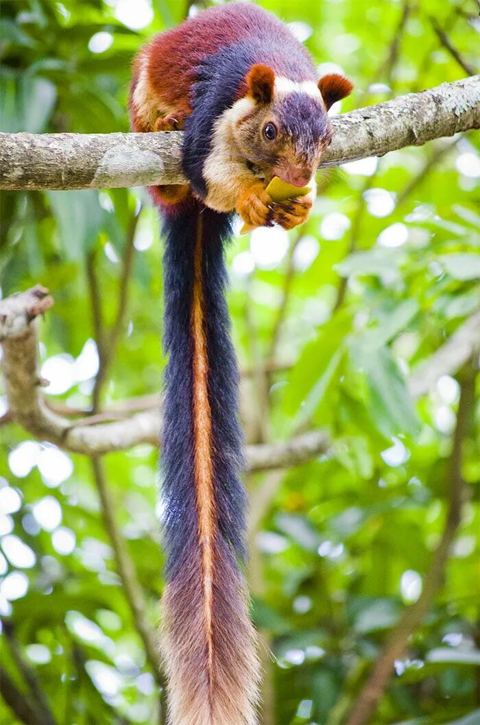 Редкие животные фото с названиями There Are Multi-Colored Giant Squirrels Living In India And People Seem To Have 