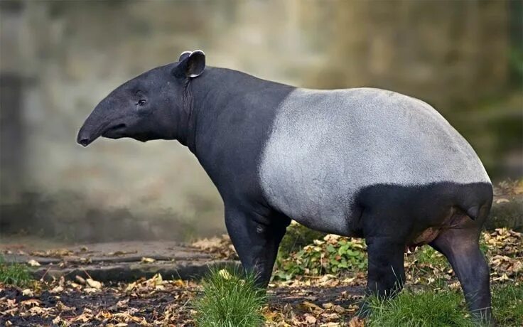 Редкие животные фото с названиями Tapir (Tapirus) - an eclectic animal Tapir, Hairless animals, Majestic animals