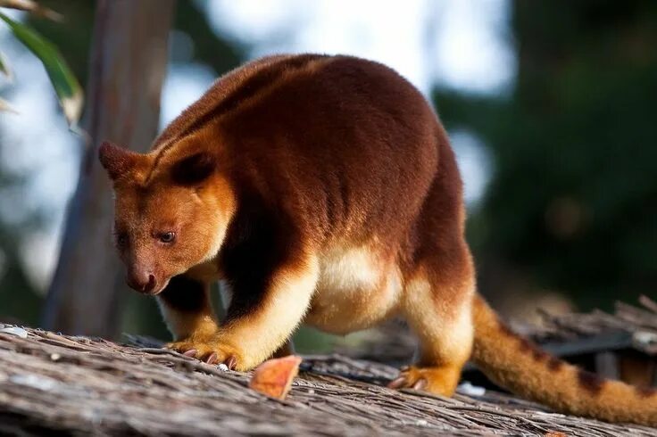 Редкие животные картинки с названиями Le kangourou des arbres, ou dendrolague, un fin acrobate Rare animals, Exotic pe