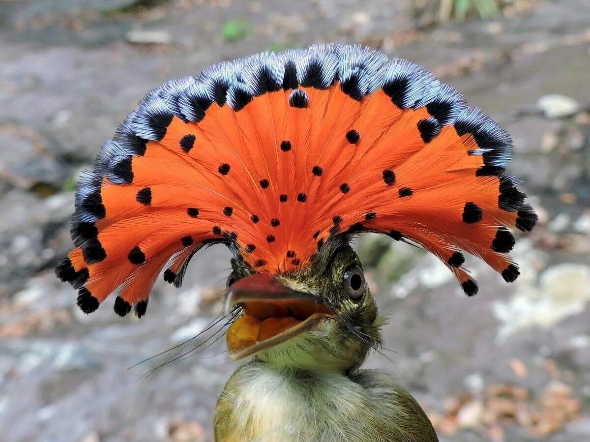 Редкие животные мира фото Amazonian Royal Flycatcher NatureRules1 Wiki Fandom