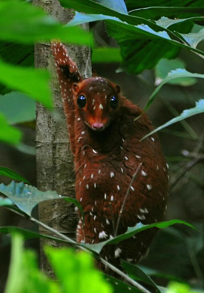 Редкие животные мира фото Pin by Christiaan Vosloo on Animal kingdom Bizarre animals, Rare animals, Unusua