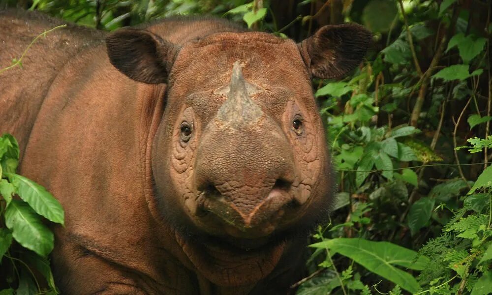 Редкие животные мира фото Sumatran Rhino Species WWF Sumatran rhino, Rhino species, Endangered animals