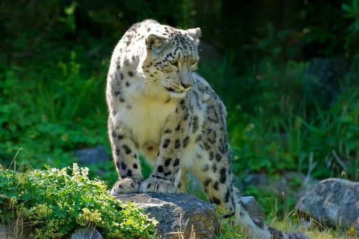 Редкие животные россии фото и названия Pin by Dani point on Predators Zoo photos, Switzerland travel, Switzerland place