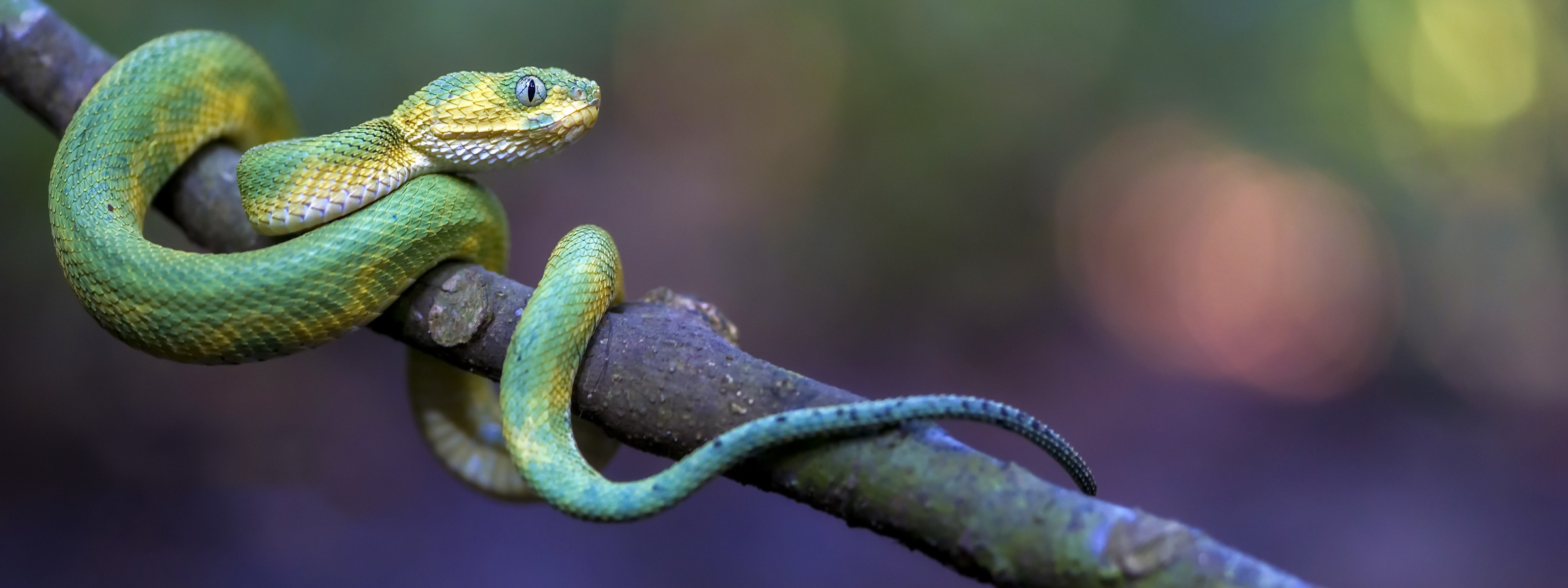 Редкие змеи фото Скачать обои змея, Green Bush Viper, Atheris chlorechis, раздел животные в разре