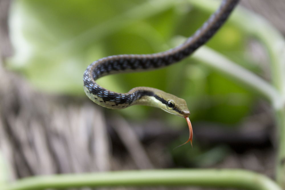 Редкие змеи фото File:Dendrelaphis tristis (Bronzeback Tree Snake).jpg - Wikimedia Commons